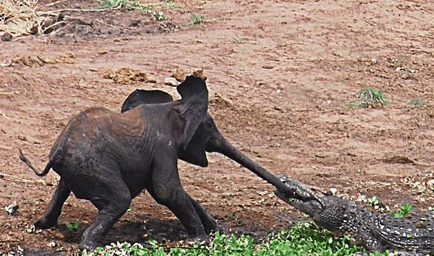Enfant d'éléphant